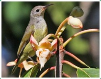 Birds in Chiang Dao 